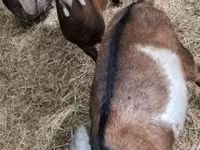 公山羊, Goats — 照片 2