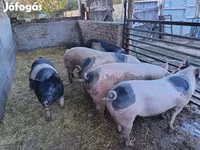 Disznók (tétel, nem megadva), Sertések — 2. fotó