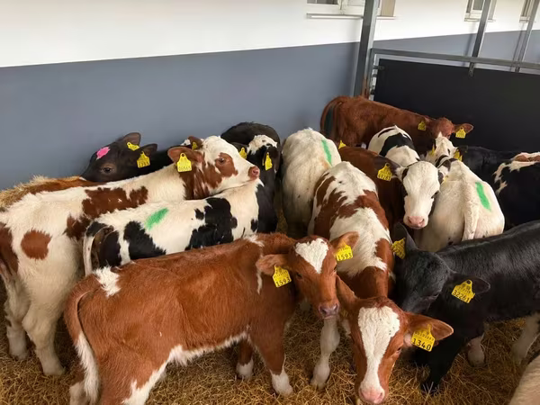 Býk, Simmental cattle
