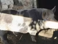 母猪 — 照片 5