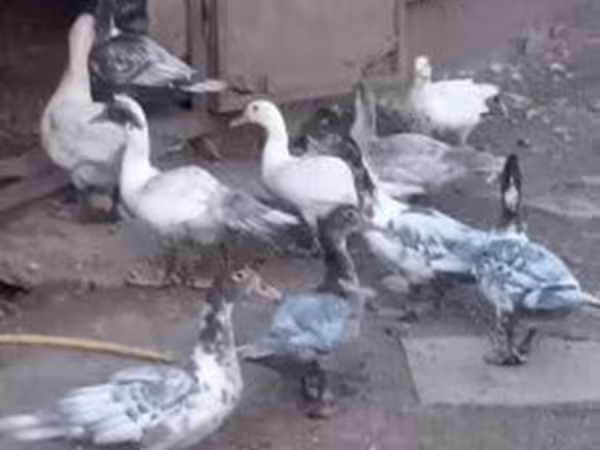 Ducks — 匈牙利
