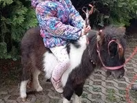 Caballo, Falabella — foto 1