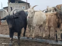 Goat, Saanen goat — photo 1
