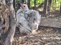 Australorp — zdjęcie 2