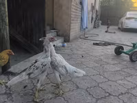 Shamo chickens — 7. fotó