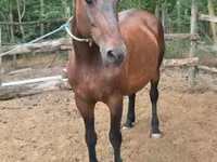 घोड़ी, Hungarian horse breed — फ़ोटो 1