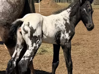 Бие, Appaloosa — 2-сурет