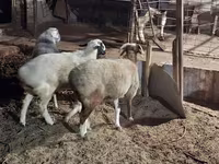 Ovelhas (lote, sexo não especificado), Ovelhas — foto 4