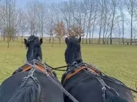 حصان, Hungarian horse breed — الصورة 4