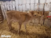 母牛, Jersey breed — 照片 3