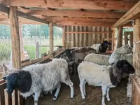 मेढ़ा, Dorper sheep — फ़ोटो 1