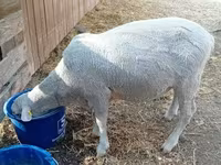 公羊, Merino sheep — 照片 6