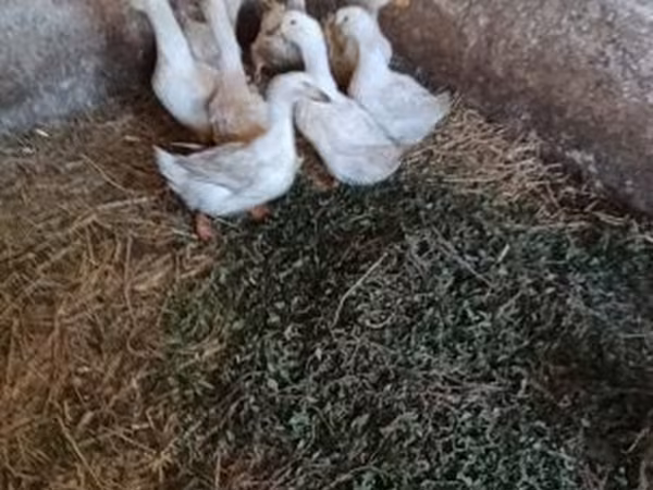 Ducks — Magyarország