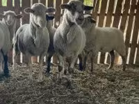 Juh, Merinoland sheep — 4. fotó