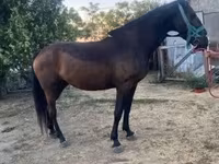 母马, Nonius horse — 照片 1