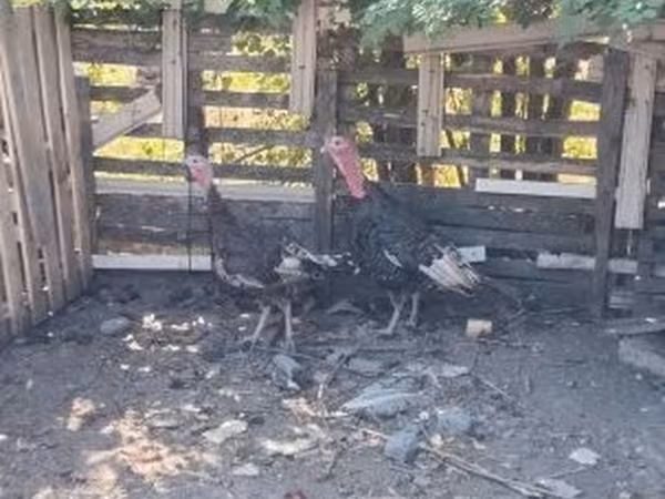Turkeys — Węgry