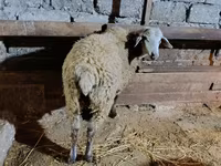 Brebis, Moutons — photo 2
