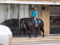 母马, Percheron — 照片 4
