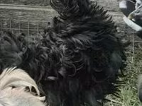 Pekin Bantam — 7. fotó