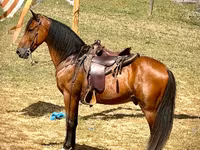 Hing, Tennessee Walking Horse — 3. fotó