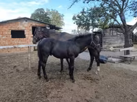 Cheval, Chevaux — photo 3