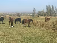 घोड़ी, घोड़े — फ़ोटो 7