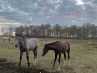 Égua, Horse breed — foto 3