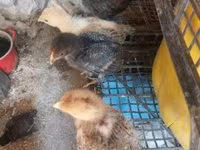 Chickens — 照片 4