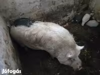 Kan, Sertések — 3. fotó
