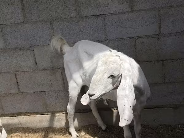 Goat, Beetal goats