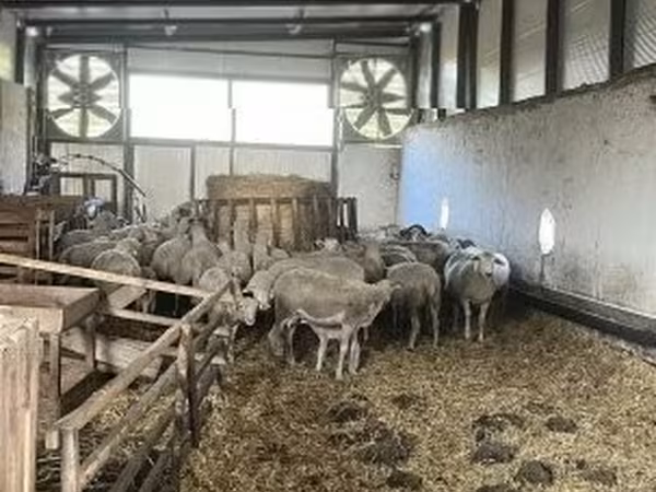 نعجة, Ile-de-France sheep — هنغاريا