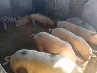 मादा सूअर — फ़ोटो 8