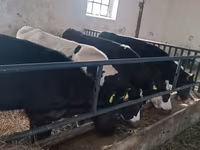 公牛, Cattle — 照片 1