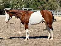 Caballo, American paint horse — foto 2
