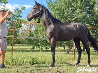 公马, Nonius horse — 照片 8