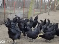 Ayam Cemani — photo 8