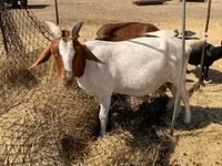 बकरी, Boer goat — फ़ोटो 1