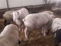 公羊, White Suffolk sheep — 照片 8