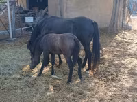Madyan, Atlar — foto 2