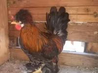 Chickens — foto 3