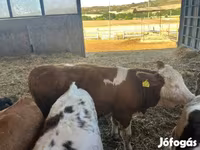 Kuh, Simmental cattle — Foto 1