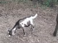 公山羊, Nubian Goat — 照片 3