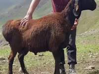 Beran, Blackheaded Persian sheep — foto 1
