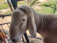 Bélier, Arashan sheep — photo 3