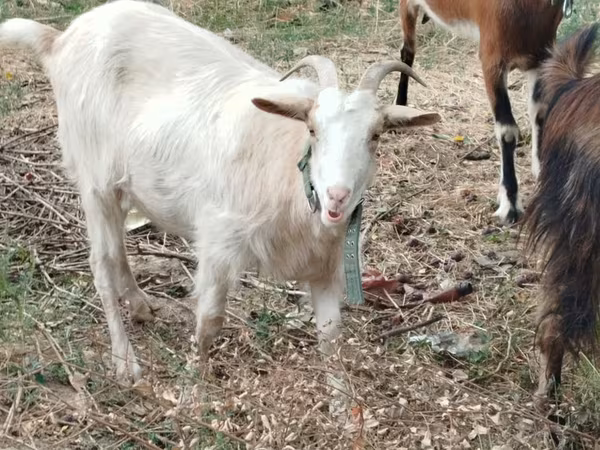 Goat, Goats