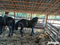 Caballo, Caballos — foto 2