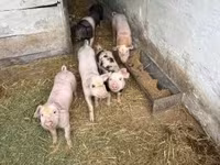 Boar — photo 3