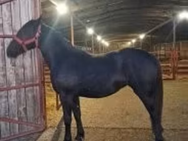 Бие, Nonius horse