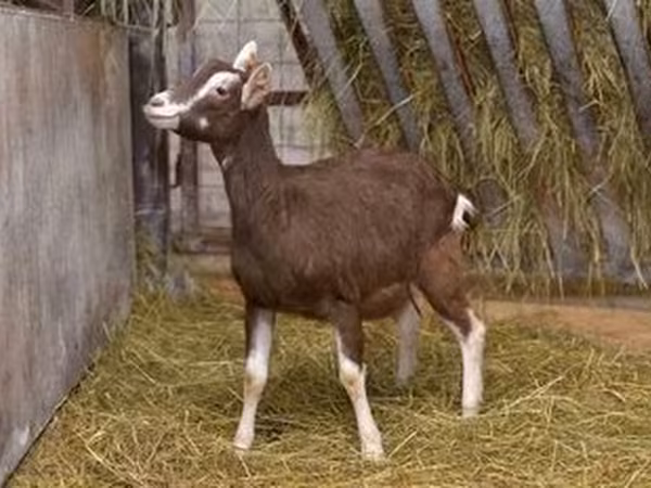 Koza, Toggenburg goat