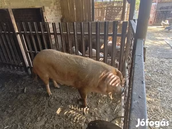 Süldőanya, Дюрок